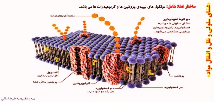 مولکول های زیستی،سلول و اندامک ها،غشا،نقل و انتقال مواد